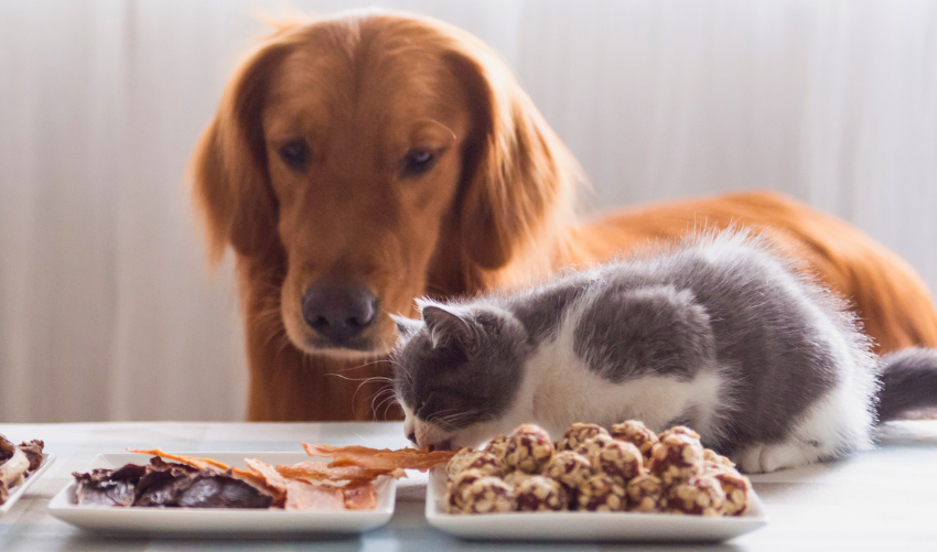 5 Health Risks for Dogs Who Eat Cat Food photo