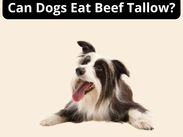 Can Dogs Eat Beef Tallow photo