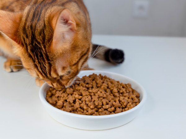 Can Dogs Eat Cat Food photo 2