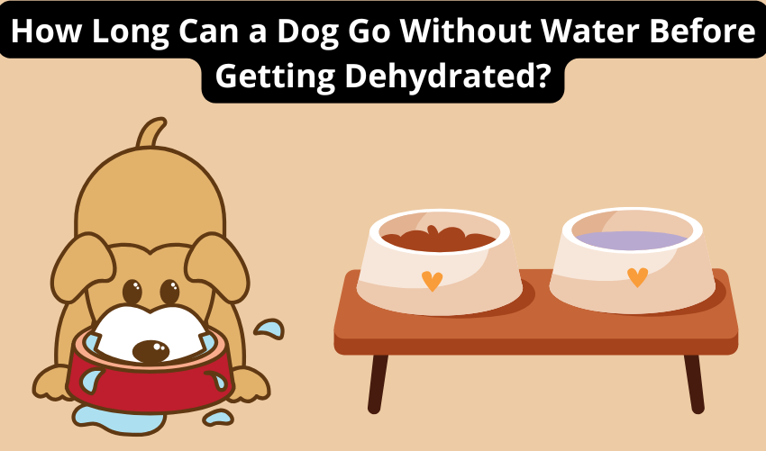 How Long Can a Dog Go Without Water Before Getting Dehydrated photo