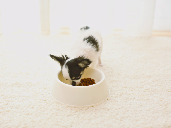Is Your Dog Bored of Their Food photo 2