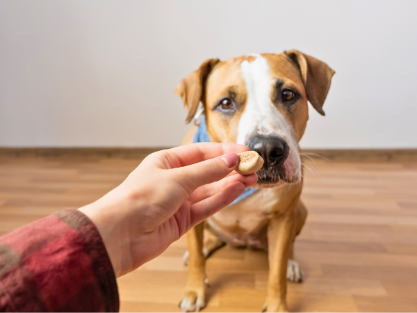 Is Your Dog Bored of Their Food photo 3