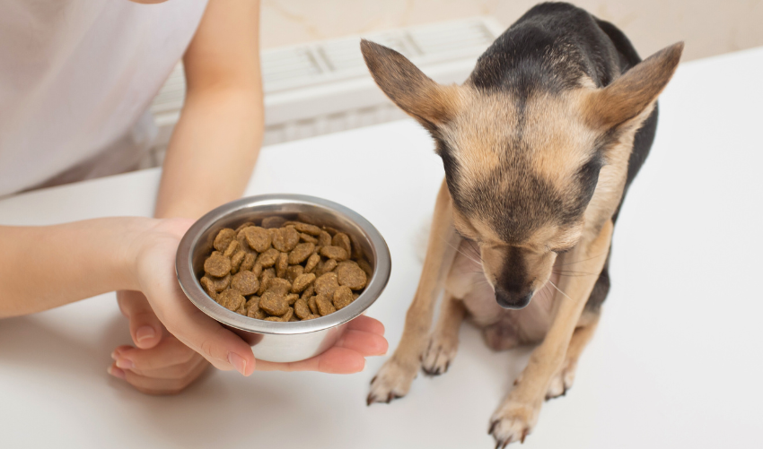 Is Your Dog Bored of Their Food photo