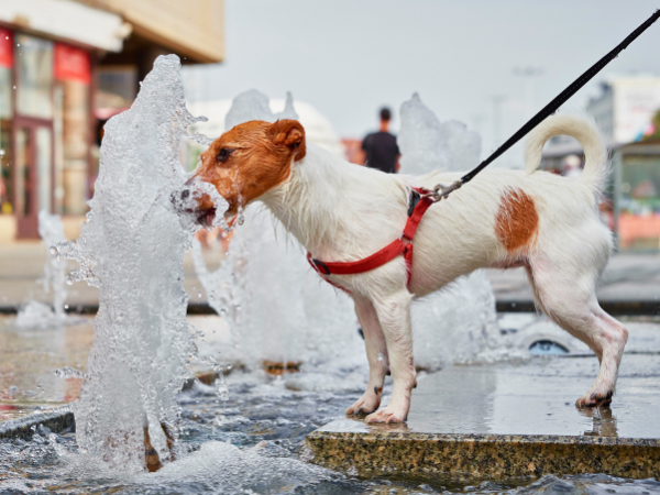 dog drinks water 2