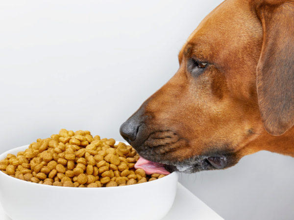 dog turns away from food 1